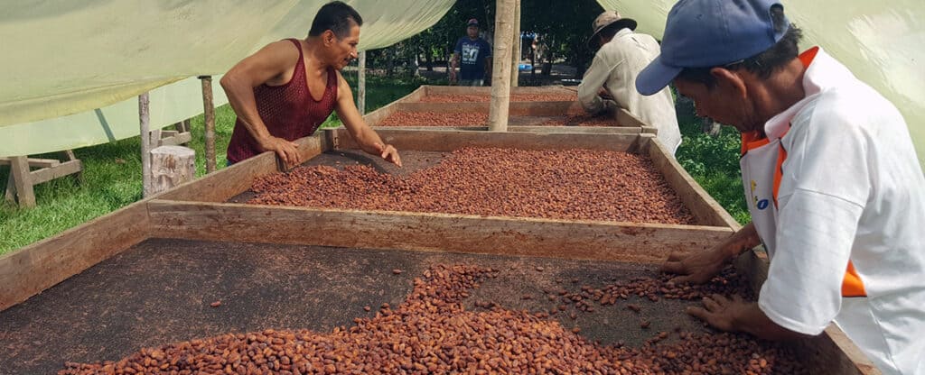 3548_el-cacao-nativo-amazonico-goza-de-reconocimiento-internacional-por-su-calidad-1