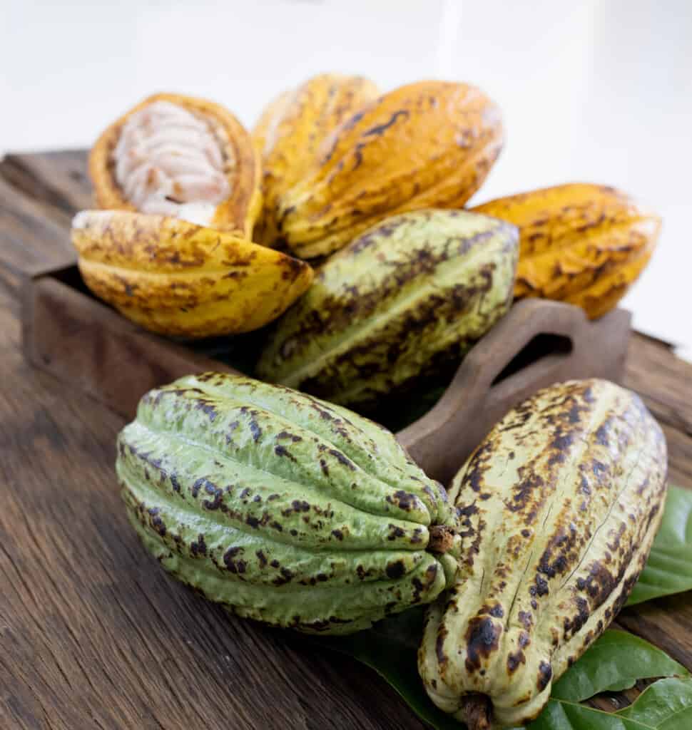 cocoa-fruit-2022-11-09-19-17-46-utc
